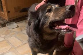 Alerta descoberta Cão  Desconhecido Châteauvieux France