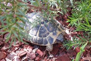 Alerta descoberta Tartaruga Desconhecido Trouillas France