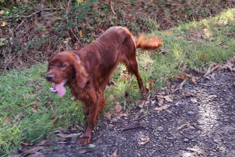 Alerta descoberta Cão  Macho Saint-Germain-sur-Ay France