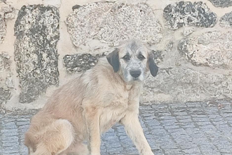 Alerta descoberta Cão Macho Aldeia do Bpo. Portugal