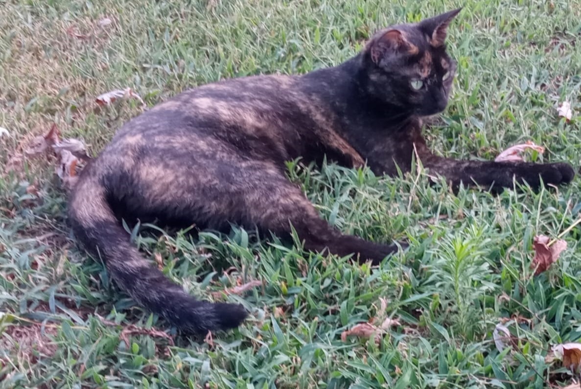 Alerta desaparecimento Gato cruzamento Fêmea , 2 anos Livorno Ferraris Italy