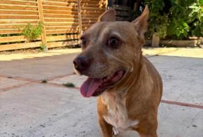 Alerta descoberta Cão Fêmea Llíria Spain