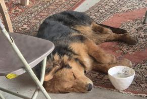 Alerta descoberta Cão Macho Notre-Dame-de-la-Mer France