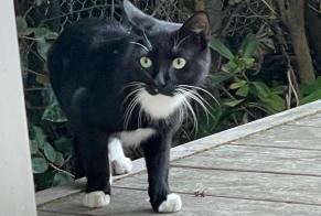 Alerta descoberta Gato Desconhecido Arcachon France