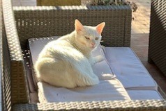 Alerta desaparecimento Gato  Macho , 6 anos Aubagne France