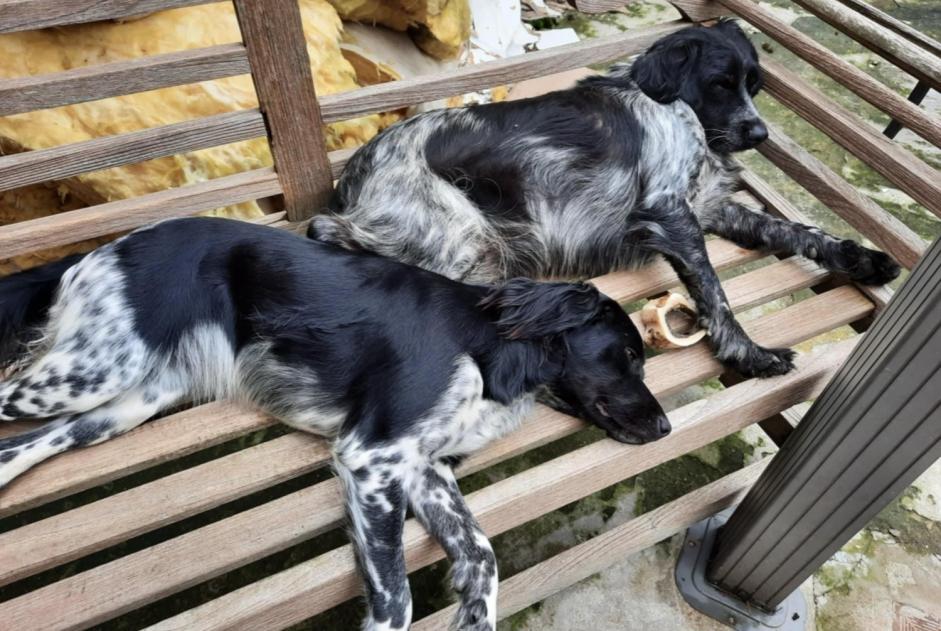 Alerta desaparecimento Cão  Fêmea , 6 anos Comines-Warneton Belgium