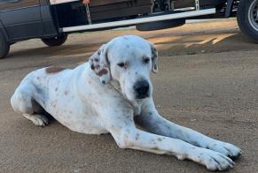 Alerta descoberta Cão cruzamento Macho Afa France