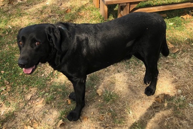 Alerta desaparecimento Cão  Macho , 9 anos Livorno Italy