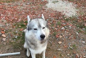 Alerta descoberta Cão  Macho Saint-Victor France