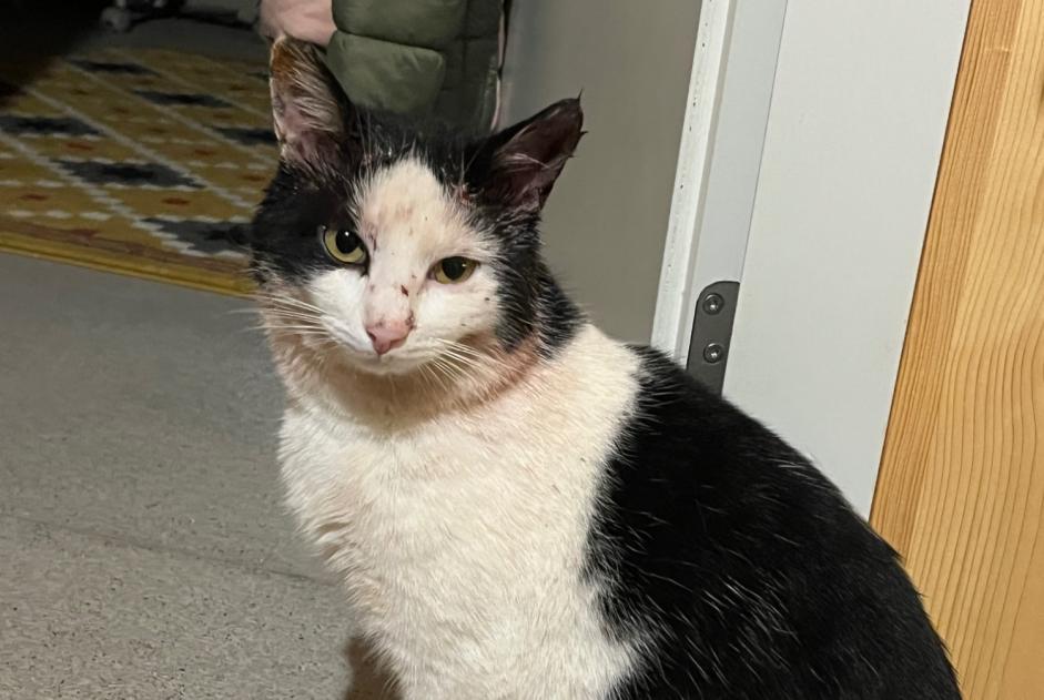 Alerta descoberta Gato Macho , 2 anos Conthey Switzerland