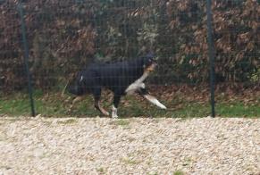 Alerta descoberta Cão Desconhecido Rueil-la-Gadelière France