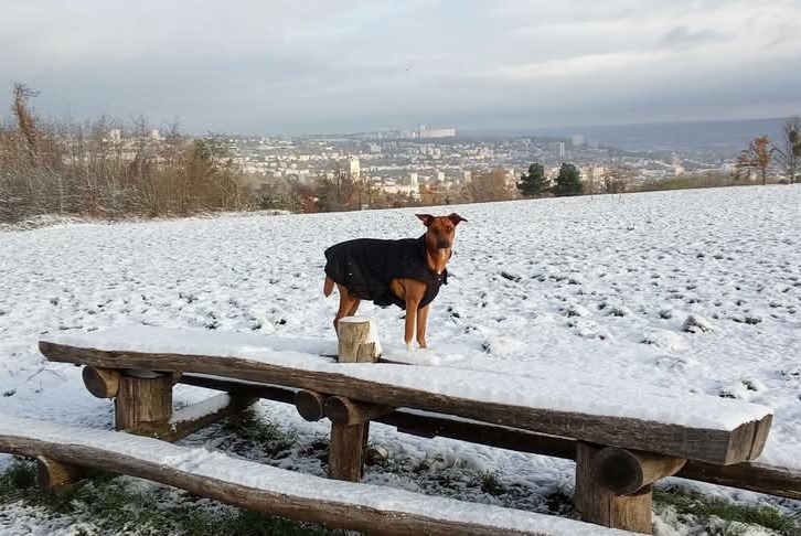 Alerta desaparecimento Cão cruzamento Fêmea , 2 anos Houdemont France