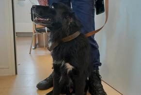 Alerta descoberta Cão  Macho , 8 anos Châtillon-Coligny France