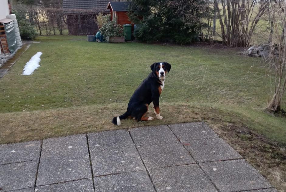 Alerta descoberta Cão Macho La Chaux-de-Fonds Switzerland