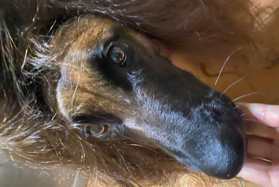 Alerta desaparecimento Cão  Fêmea , 5 anos Macornay France