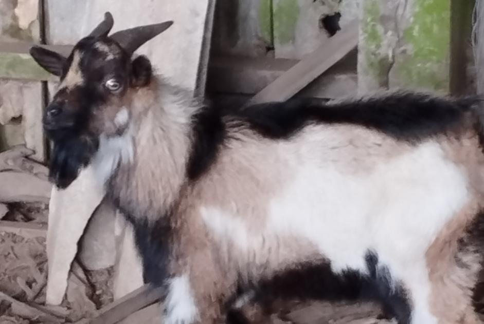 Alerta descoberta Cabra Macho Le Mené France