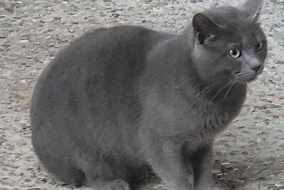 Alerta descoberta Gato cruzamento Macho Clairac France