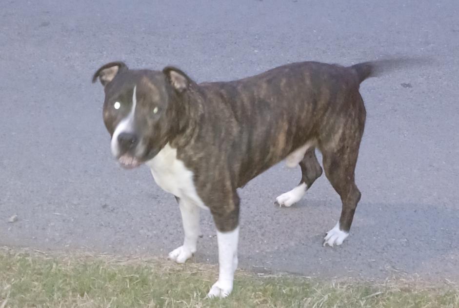 Alerta descoberta Cão Macho Trausse France