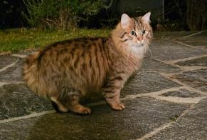 Alerta descoberta Gato Desconhecido Romanel-sur-Lausanne Switzerland