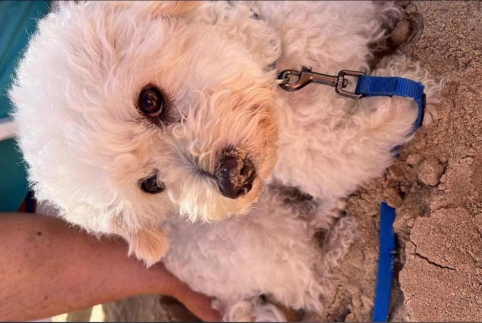 Alerta desaparecimento Cão cruzamento Macho , 8 anos Charleroi Belgium