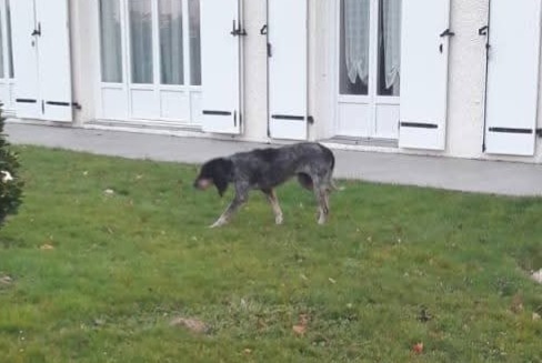 Alerta descoberta Cão  Desconhecido Poey-de-Lescar France