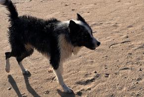 Alerta descoberta Cão  Desconhecido Port-des-Barques France