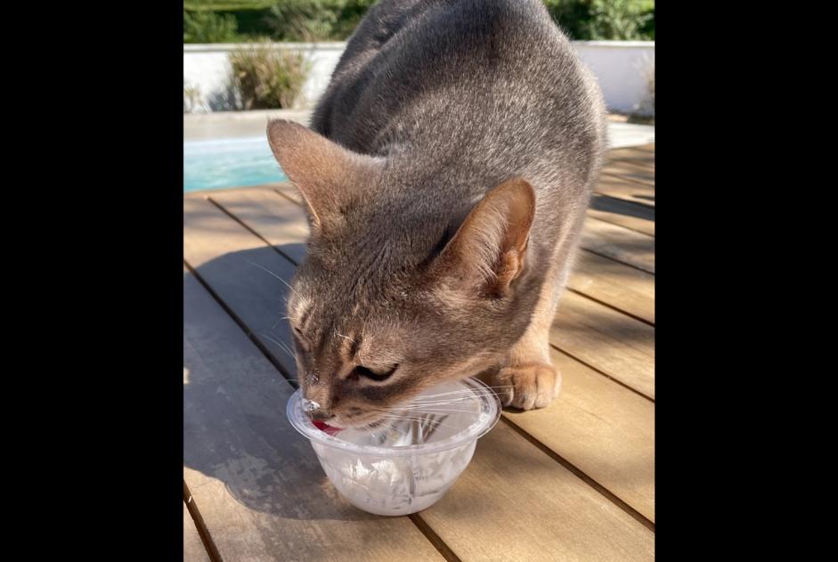 Alerta desaparecimento Gato  Macho , 9 anos La Fouillade France