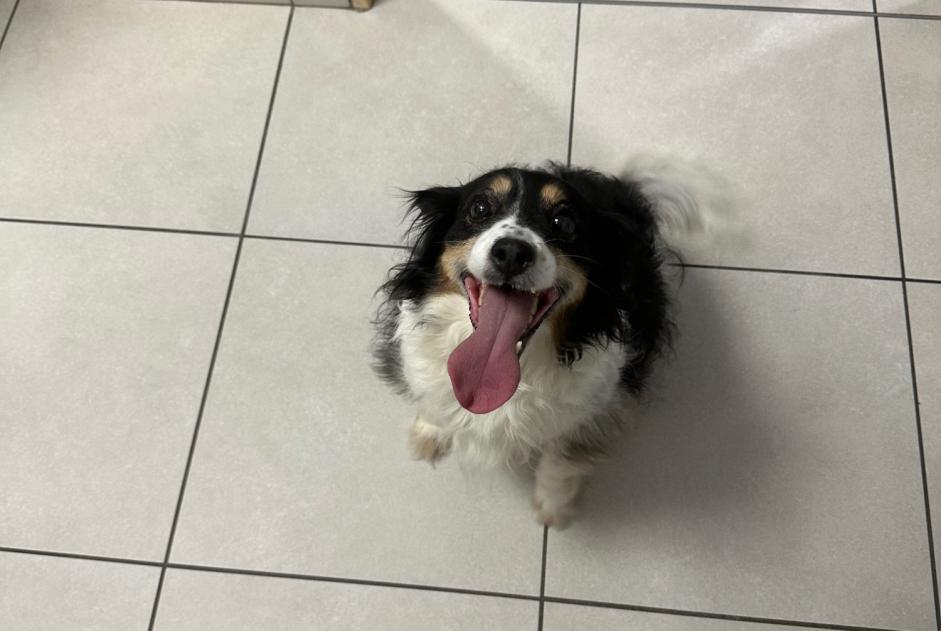 Alerta descoberta Cão Macho Beaulieu-sur-Loire France