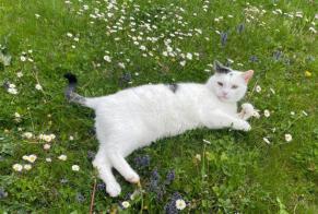 Alerta desaparecimento Gato cruzamento Macho , 14 anos Basel Switzerland