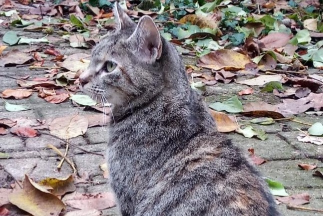 Alerta desaparecimento Gato Fêmea , 10 anos Saint-Maurice-de-Gourdans France