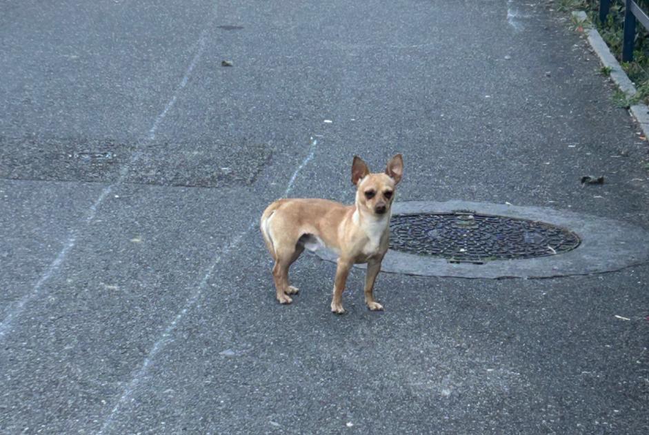 Alerta descoberta Cão  Macho Vénissieux France