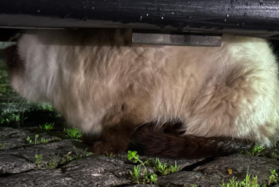 Alerta descoberta Gato  Desconhecido , 3 anos Porto Portugal