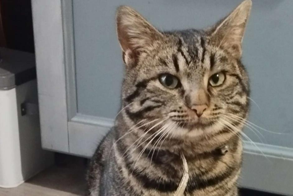 Alerta descoberta Gato  Macho , 1 ano Tours France