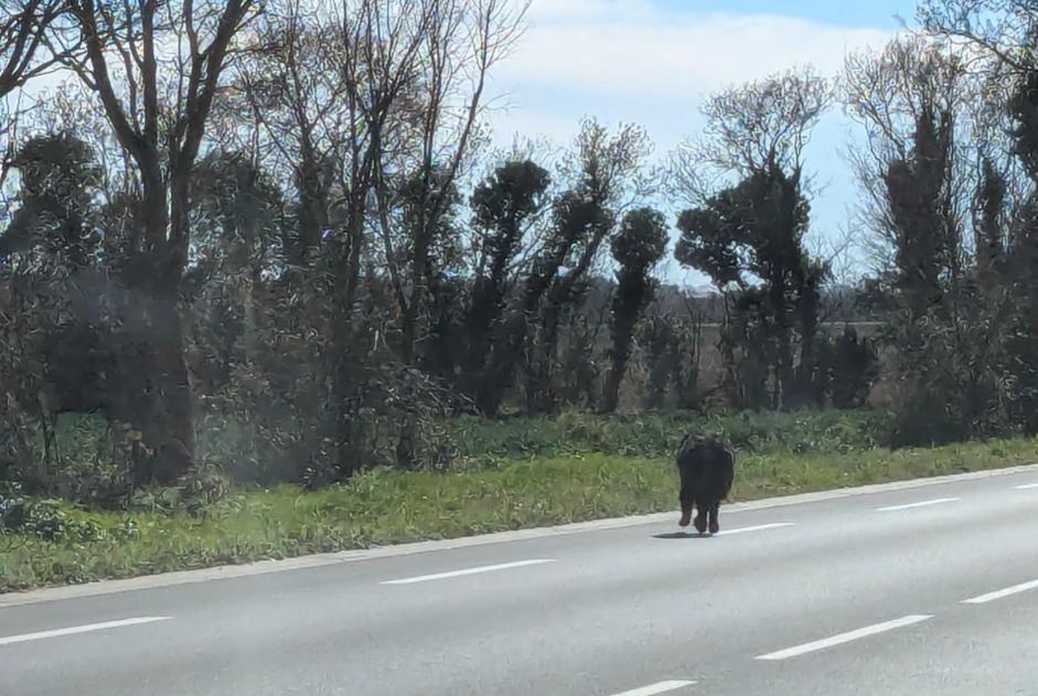 Alerta descoberta Cão  Desconhecido Villedoux France