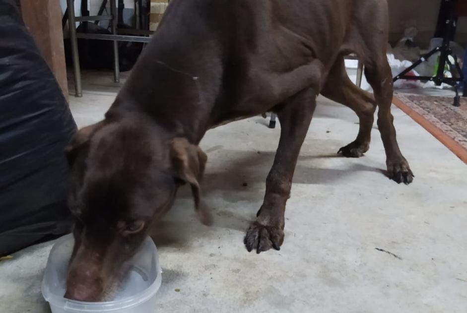 Alerta descoberta Cão Macho Maxial Portugal